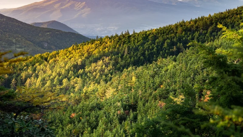 Domki luksusowe na Podhalu: luksusowe domki podhale – co zawiera cena?